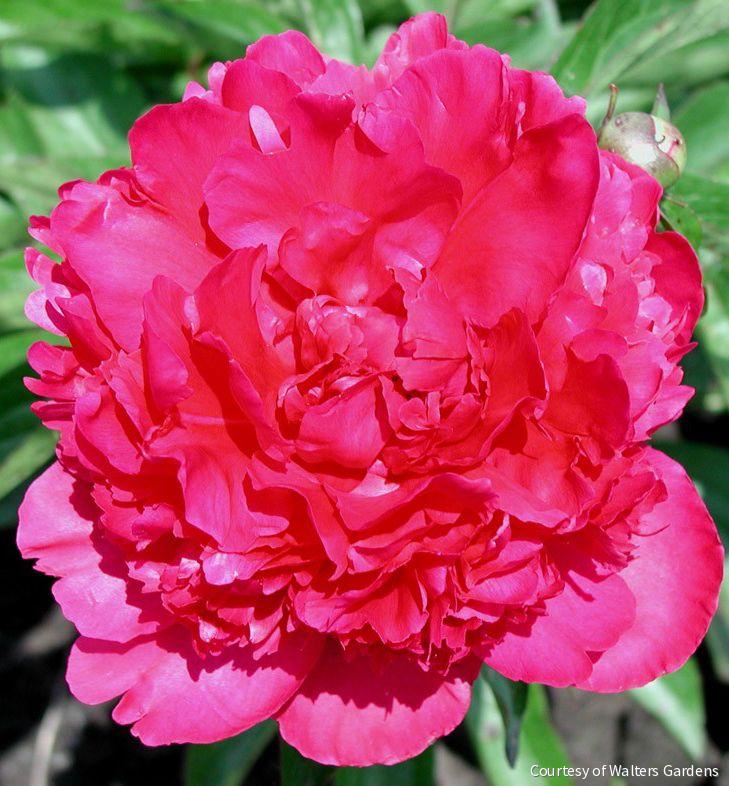 Paeonia 'Felix Crousse' -Ship Only