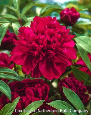 Paeonia 'Karl Rosenfeld' -Ship Only