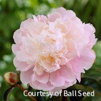 Paeonia 'Moon River' -Ship Only