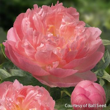 Paeonia 'Pink Hawaiian Coral' -Ship Only
