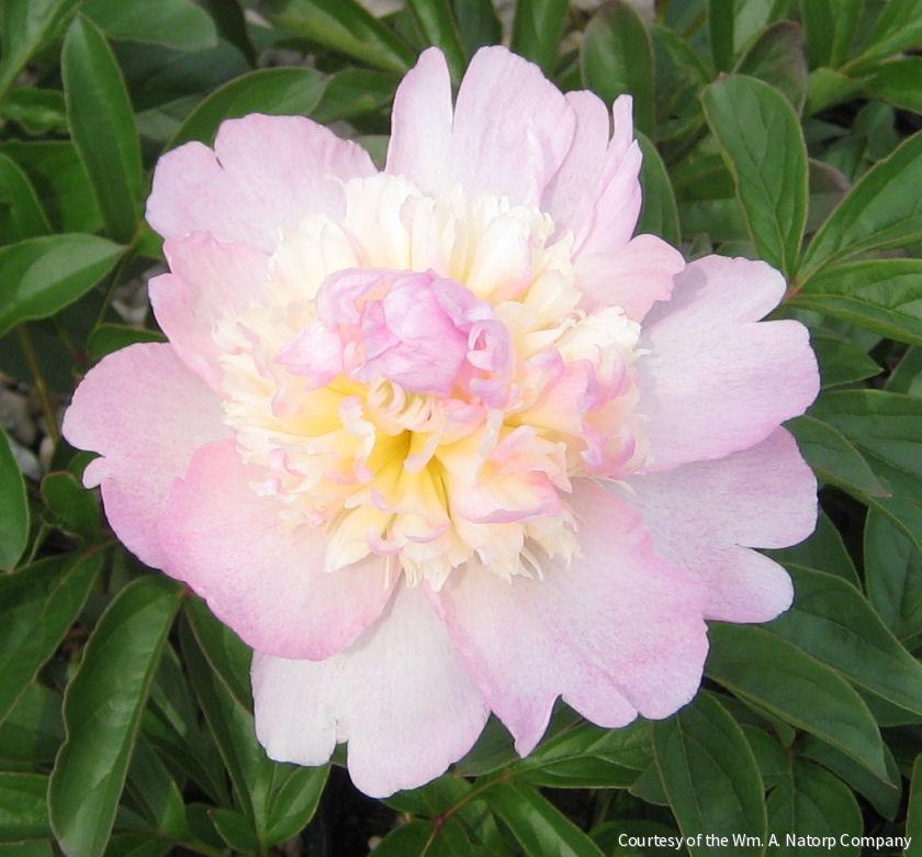 Paeonia 'Raspberry Sundae' -Ship Only
