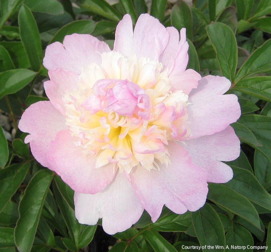 Paeonia 'Raspberry Sundae' -Ship Only