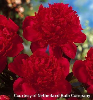 Paeonia 'Red Magic' -Ship Only