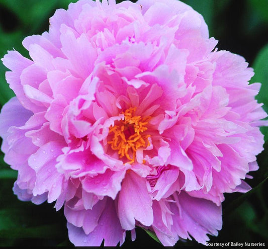 Paeonia 'Sarah Bernhardt' -Ship Only