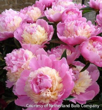 Paeonia 'Sorbet' -Ship Only