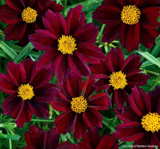 Coreopsis Big Bang™ 'Mercury Rising' -Ship Only