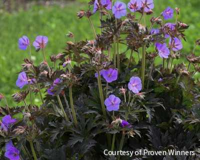Geranium pratense 'Boom Chocolatta' -Ship Only