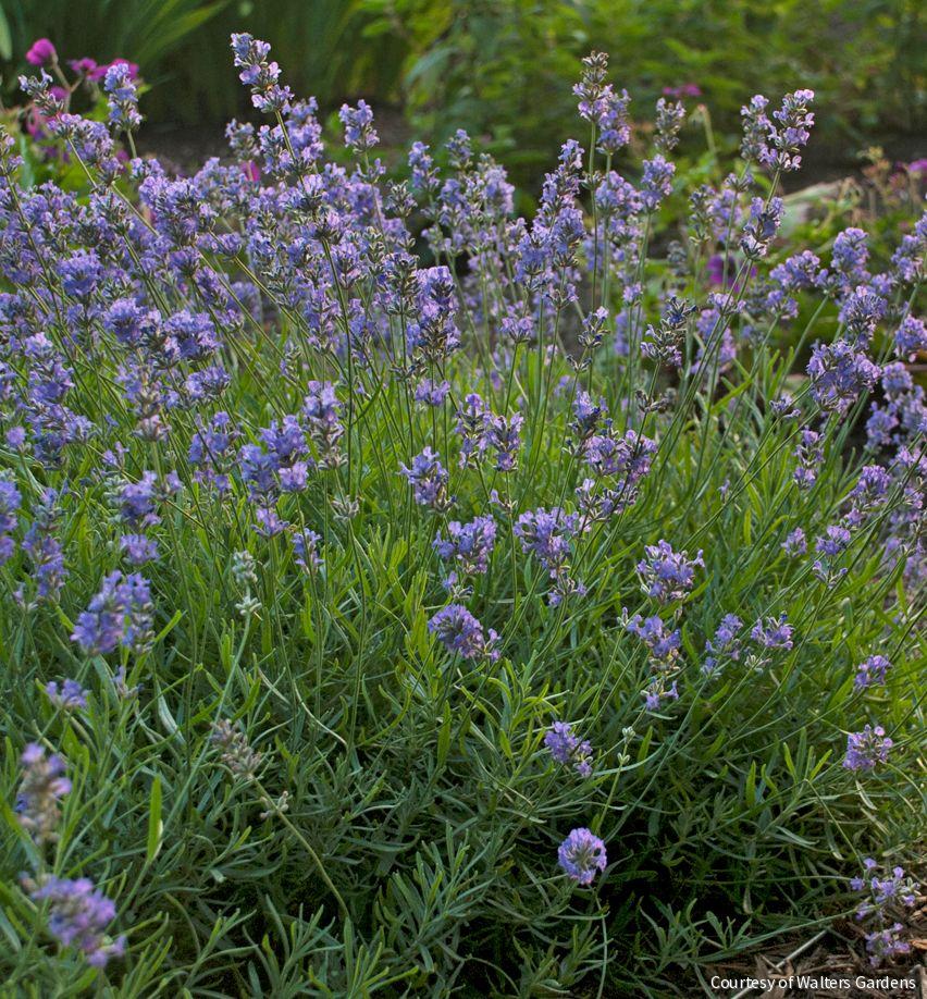Lavandula a. 'Blue Cushion' -Ship Only