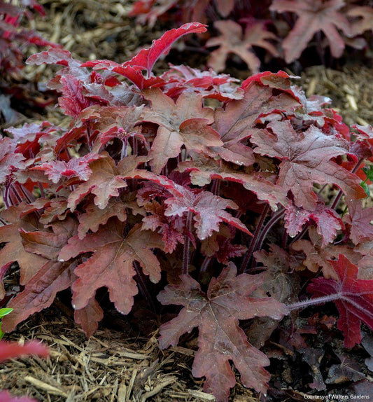 Heucherella Fun and Games® 'Red Rover' -Ship Only
