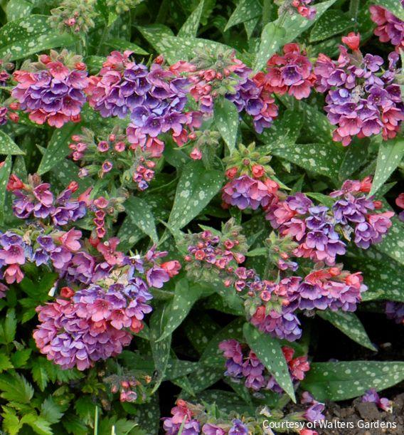 Pulmonaria l. 'Raspberry Splash' -Ship Only