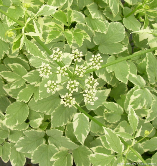 Aegopodium p. 'Variegatum' -Ship Only