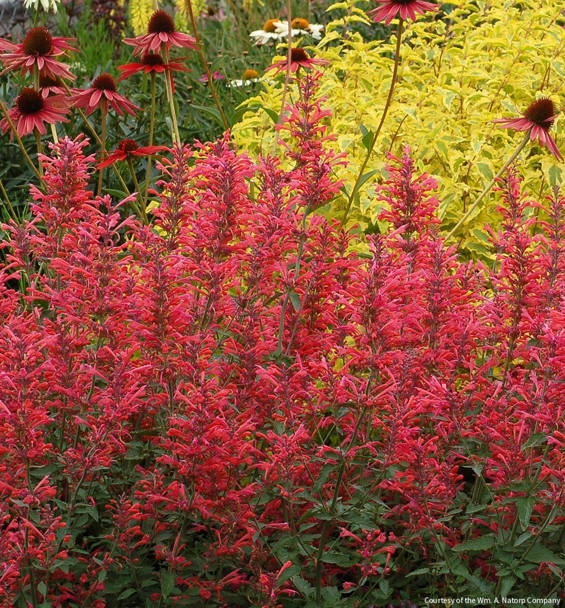 Agastache 'Kudos Coral' -Ship Only