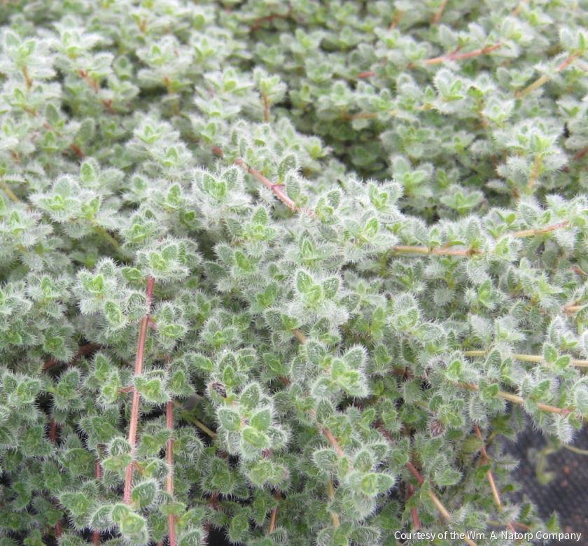 Thymus pseudolanuginosus -Ship Only