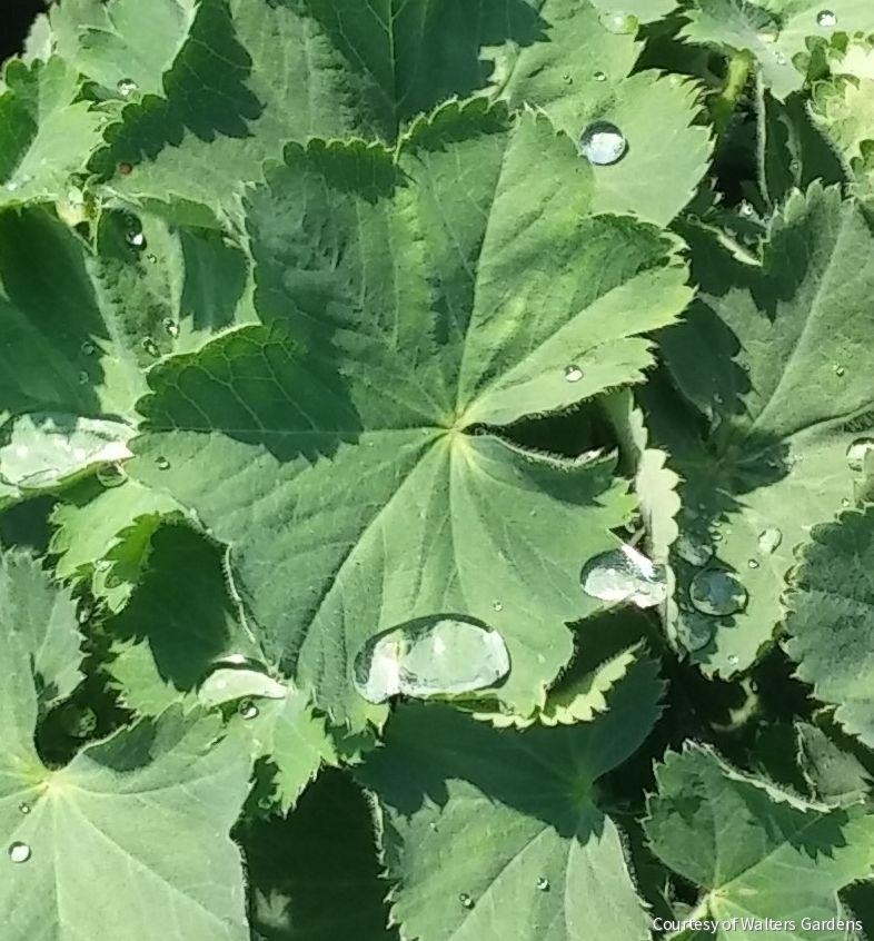 Alchemilla m. 'Thriller' -Ship Only