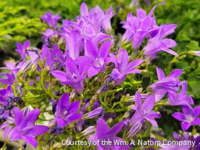 Campanula x 'Birch Hybrid' -Ship Only