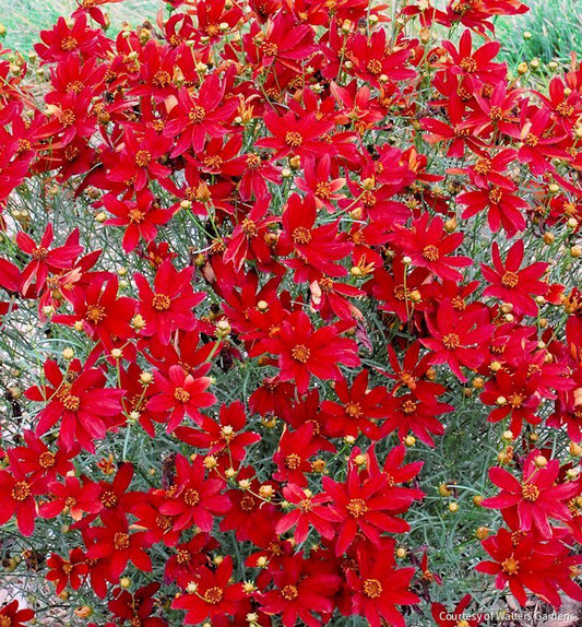 Coreopsis Sizzle & Spice® 'Hot Paprika' -Ship Only