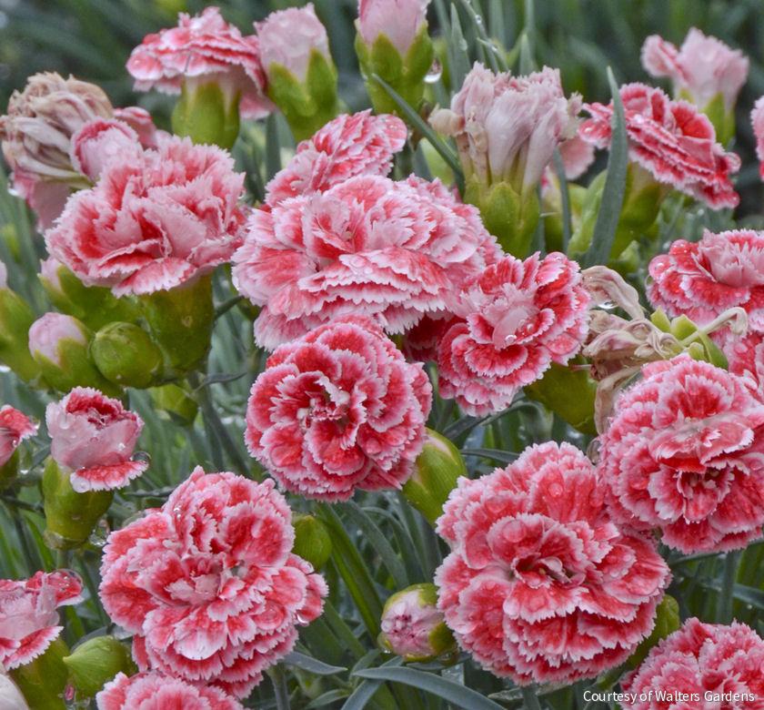 Dianthus 'Coral Reef' -Ship Only