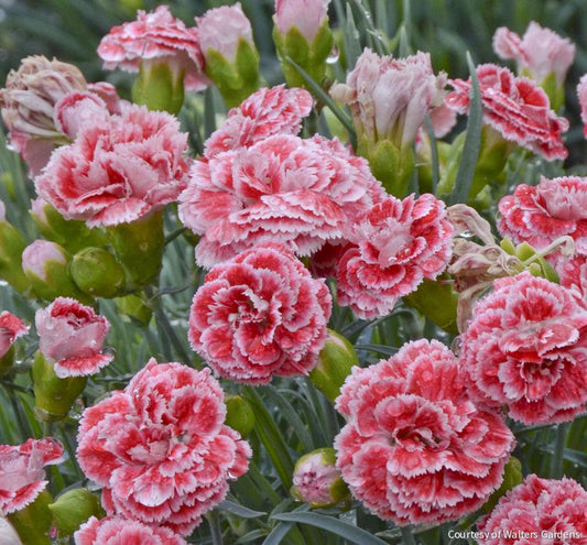 Dianthus 'Coral Reef' -Ship Only