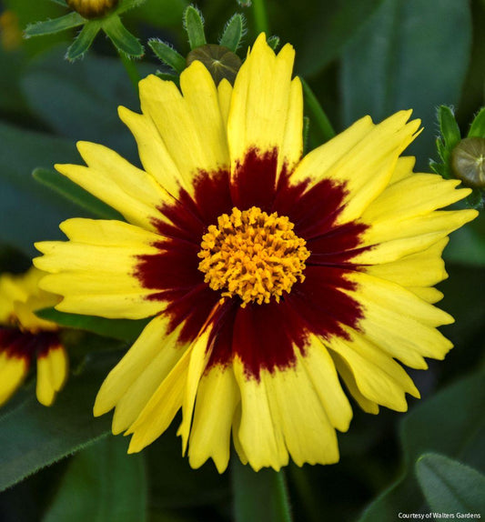 Coreopsis Uptick™ Yellow & Red' -Ship Only