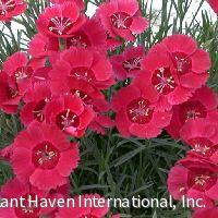 Dianthus 'Eastern Star' -Ship Only