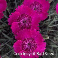 Dianthus 'Neon Star Improved' -Ship Only