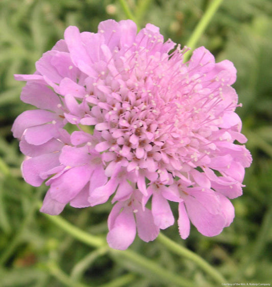 Scabiosa 'Pink Mist' -Ship Only