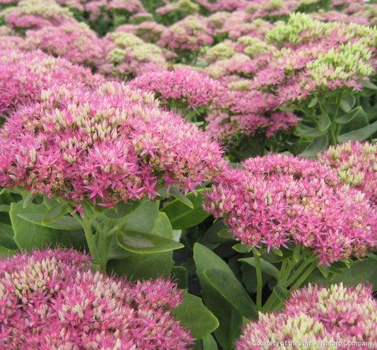 Sedum s. 'Neon' -Ship Only