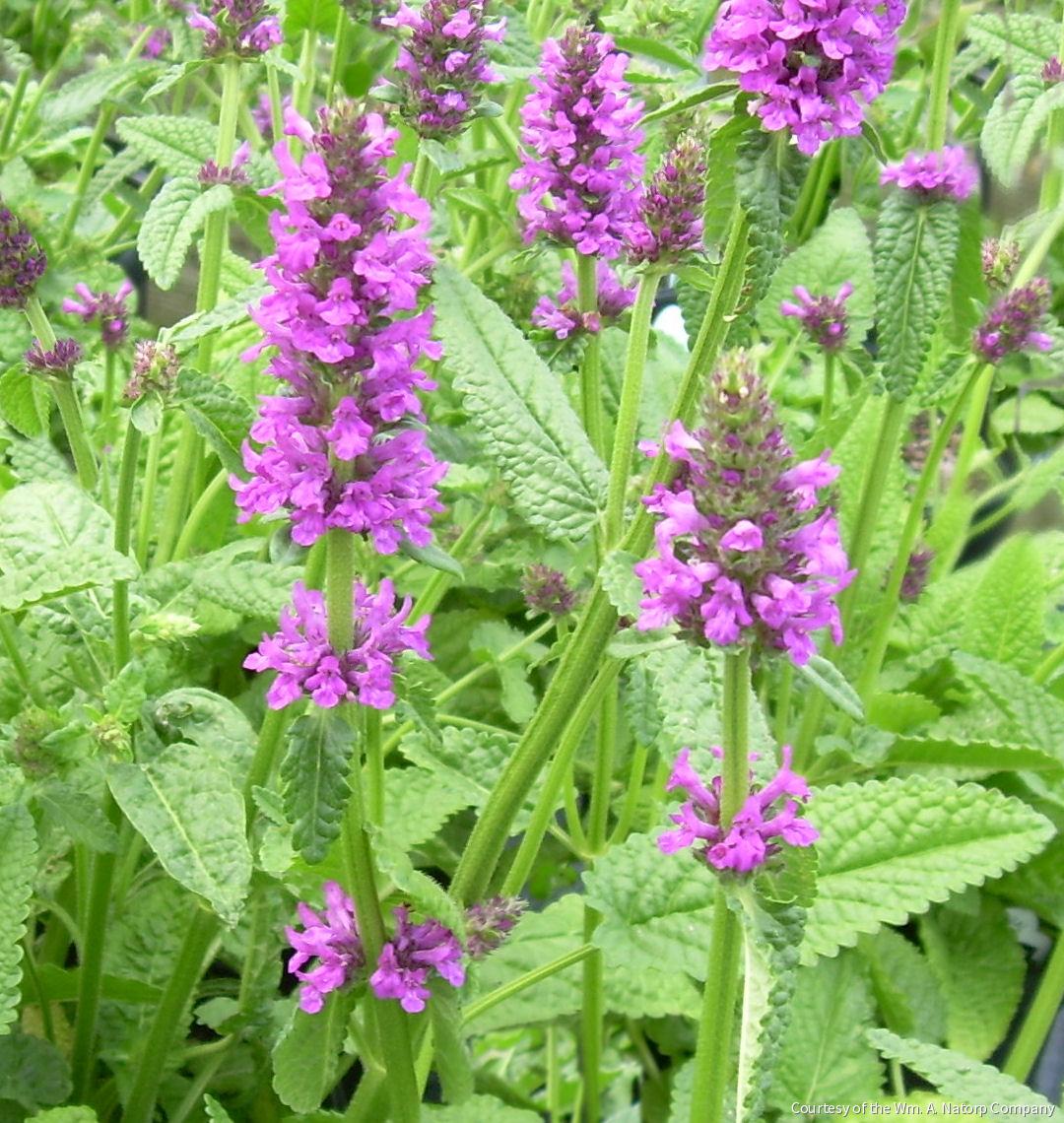 Stachys o. 'Hummelo' -Ship Only