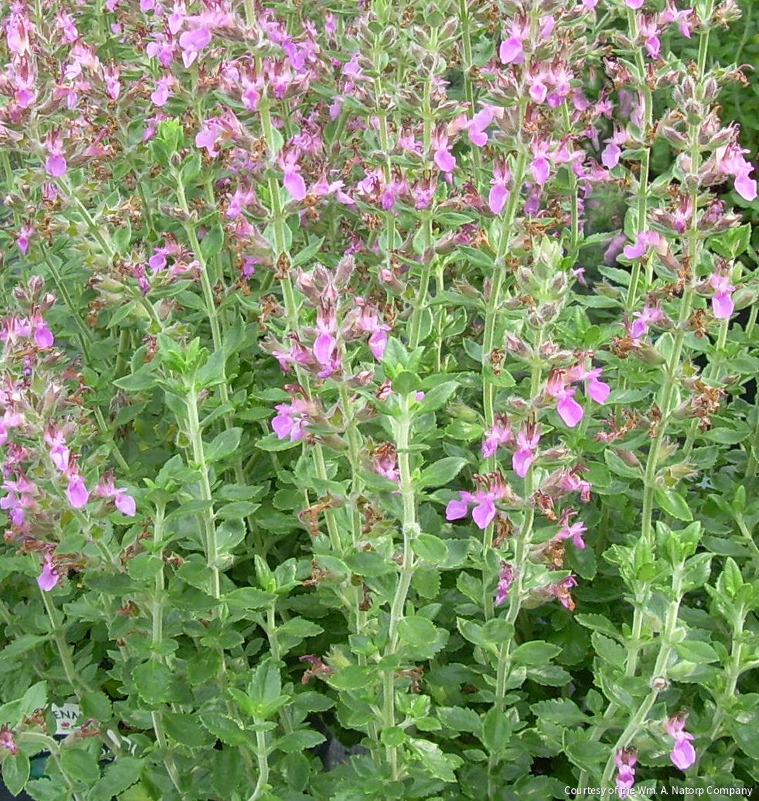 Teucrium chamaedrys (Germander) -Ship Only
