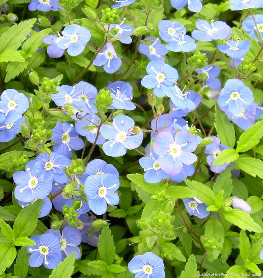 Veronica p. 'Georgia Blue' -Ship Only