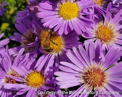 Aster d. 'Wood's Light Blue' -Ship Only