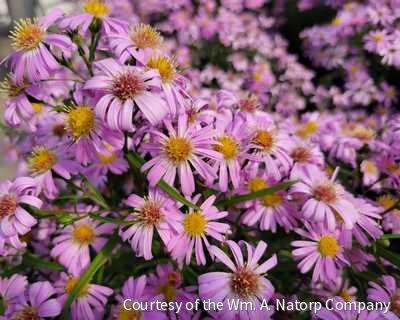 Aster d. 'Wood's Pink' -Ship Only
