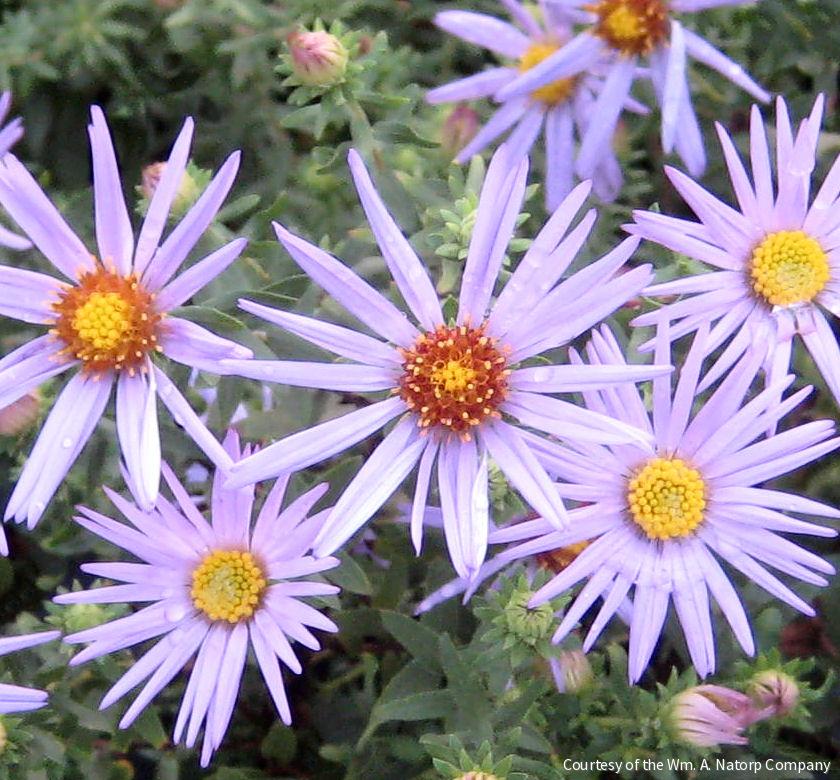 Aster o. 'Raydon's Favorite' -Ship Only