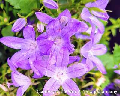 Campanula p. 'Blue Waterfall' -Ship Only