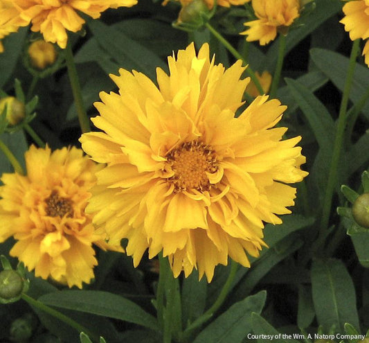 Coreopsis g. 'Early Sunrise' -Ship Only