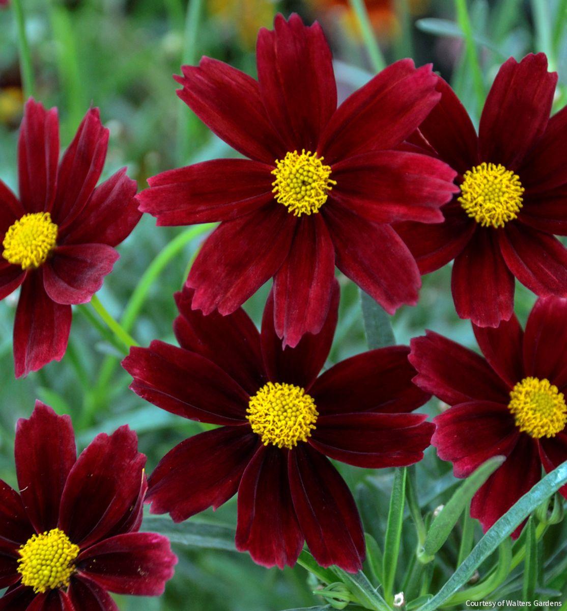 Coreopsis Li'l Bang™ 'Red Elf' -Ship Only