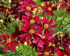 Coreopsis 'Red Satin' -Ship Only