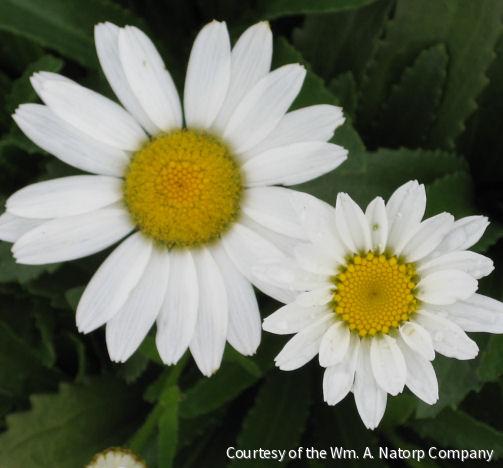 Leucanthemum x s. 'Snowcap' -Ship Only