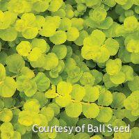 Lysimachia n. 'Goldii' -Ship Only