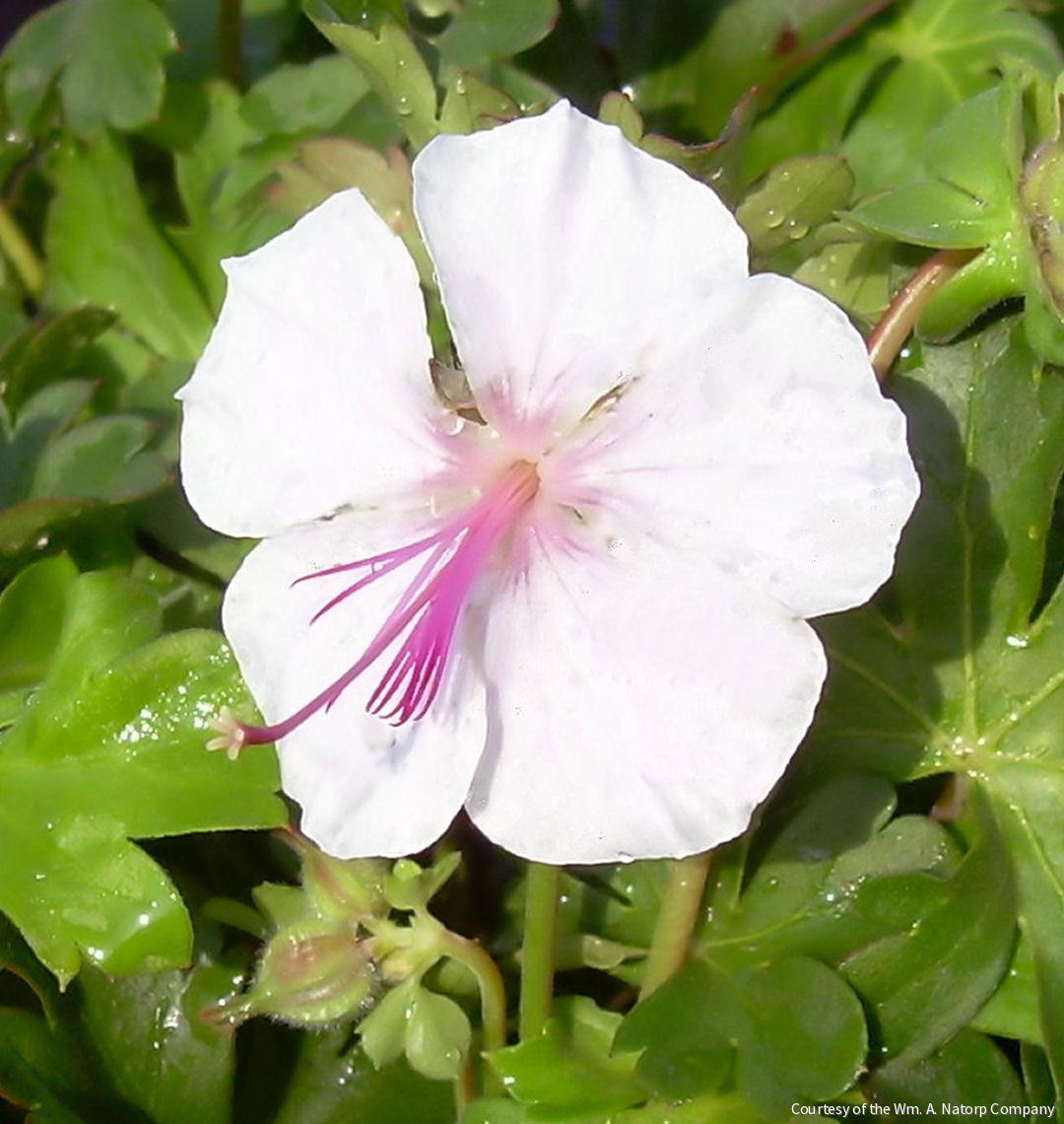 Geranium x c. 'Biokovo' -Ship Only