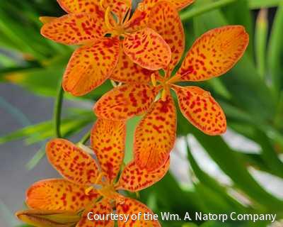 Belamcanda c. 'Freckle Face' -Ship Only