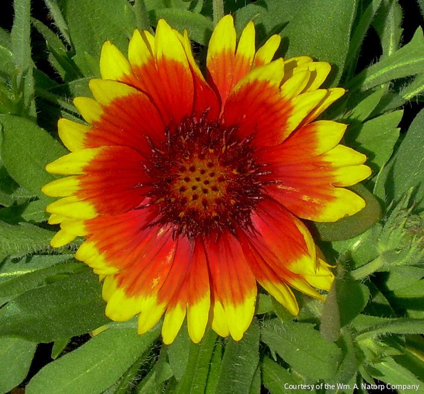 Gaillardia 'Arizona Sun' -Ship Only