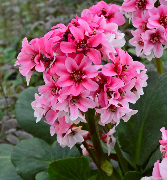 Bergenia 'Dragonfly Sakura' -Ship Only