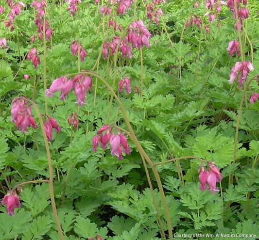Dicentra 'Luxuriant' -Ship Only