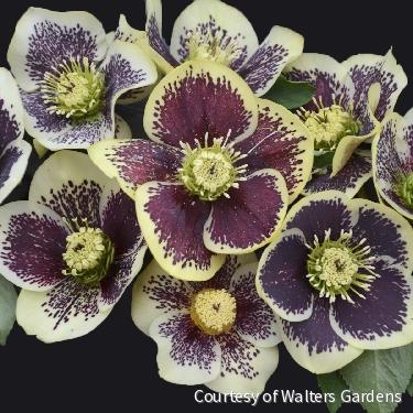 Helleborus Honeymoon® 'Rio Carnival' -Ship Only