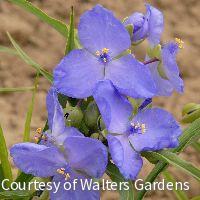 Tradescantia Amethyst Kiss™ -Ship Only
