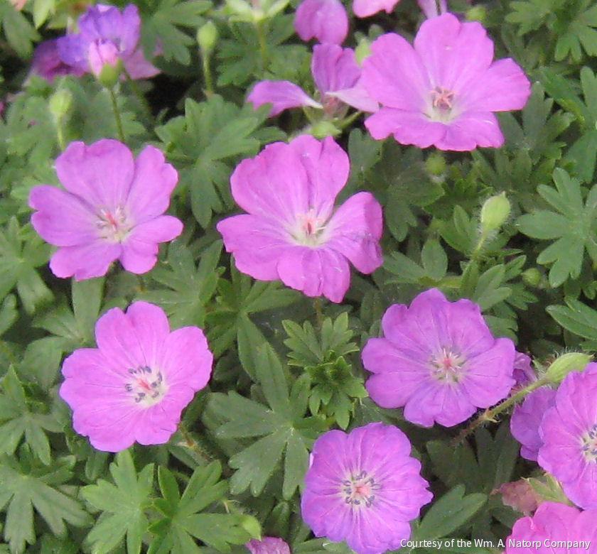Geranium s. 'Max Frei' -Ship Only