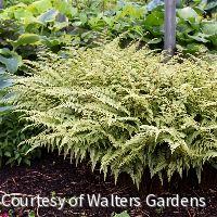 Fern [Ghost] Athyrium x 'Ghost' -Ship Only