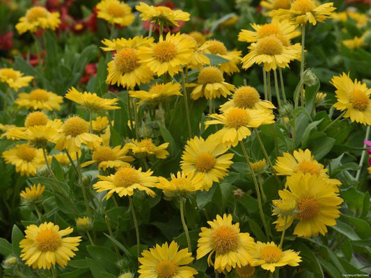 Gaillardia 'Mesa Yellow' -Ship Only