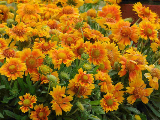 Gaillardia Mesa™ Peach -Ship Only